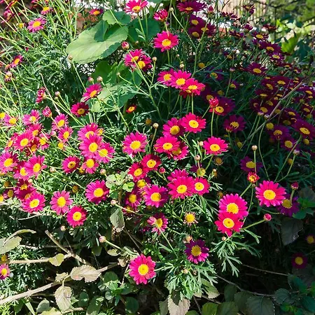 Palma Maison d'hôtes Polače